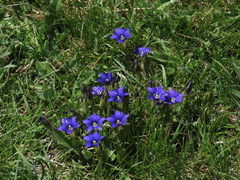 Gentiana pyrenaica