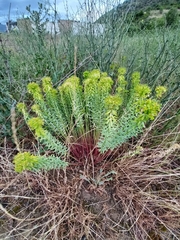 Euphorbia seguieriana