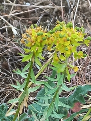 Euphorbia seguieriana