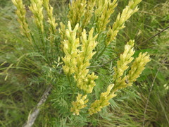 Astragalus asper