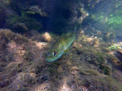 Micropterus notius