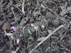 Mammillaria mazatlanensis