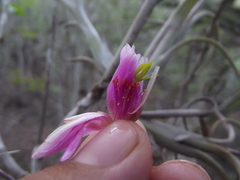 Mammillaria mazatlanensis