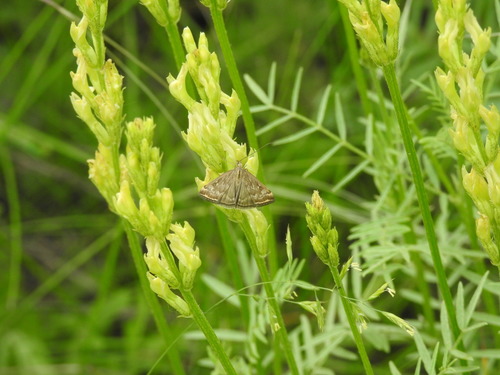 Beet Webworm Moth, Городищенский р-н, Волгоградская обл., Россия, photo 9 of 10
