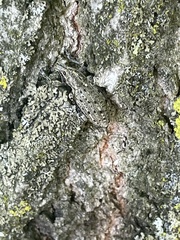 Ithycerus noveboracensis