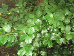 Ilex opaca