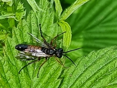 Tenthredo rubricoxis