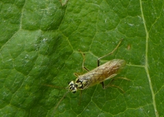 Aglaostigma lichtwardti