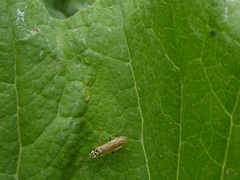 Aglaostigma lichtwardti