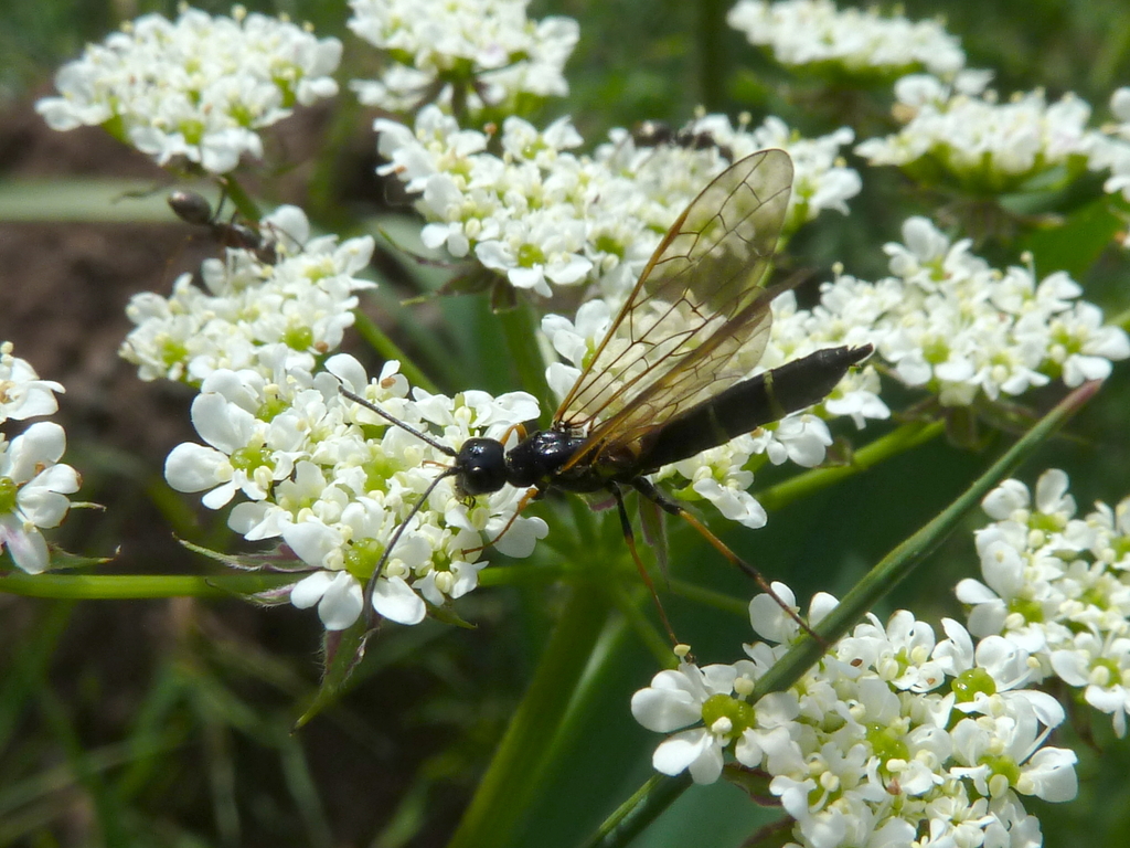 Hermit Stem-sawfly