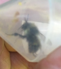 Bombus flavifrons