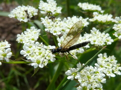 Trachelus troglodyta