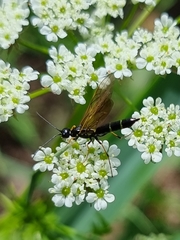 Trachelus troglodyta