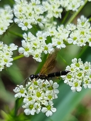 Trachelus troglodyta