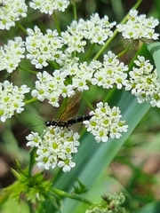 Trachelus troglodyta
