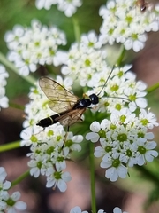 Trachelus troglodyta