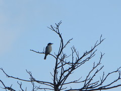 Tyrannus dominicensis