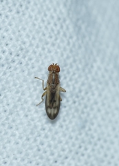 Opomyza florum