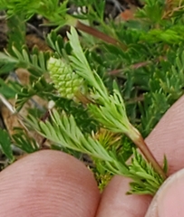 Sanguisorba occidentalis