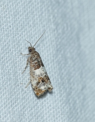 Notocelia trimaculana