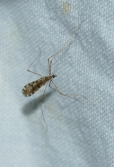 Ilisia maculata
