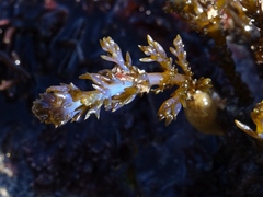 Ericaria selaginoides