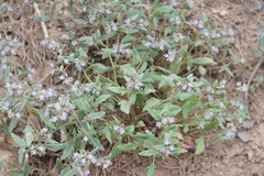 Phacelia purpusii