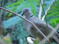 Streptopelia decaocto