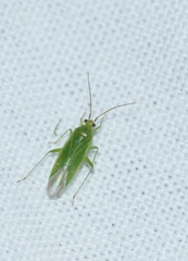 Orthotylus marginalis