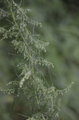 Artemisia abrotanum