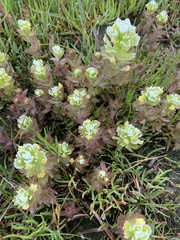 Castilleja ambigua