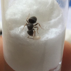 Lasius