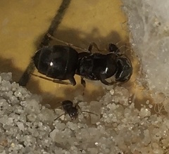 Lasius