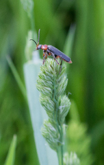 Cantharis rustica