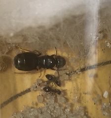 Lasius