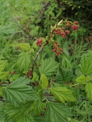 Ribes atropurpureum