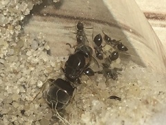Lasius