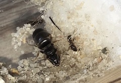 Lasius