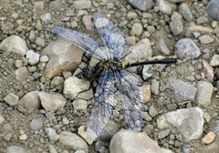 Leucorrhinia borealis