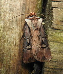 Agrotis obliqua