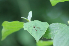 Ptychoptera contaminata