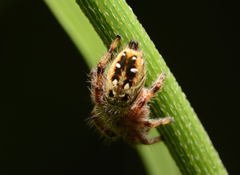 Phidippus clarus