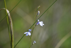 Lobelia kalmii