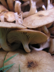 Desarmillaria caespitosa