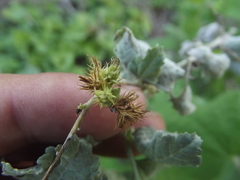 Ambrosia cordifolia