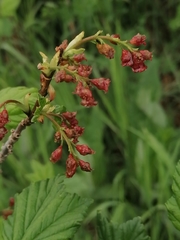 Ribes atropurpureum
