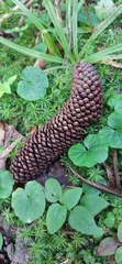 Araucaria angustifolia