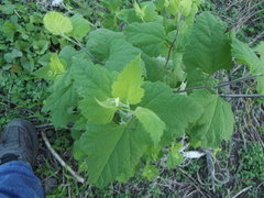 Ambrosia cordifolia