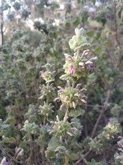 Marrubieae