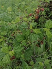 Ribes atropurpureum